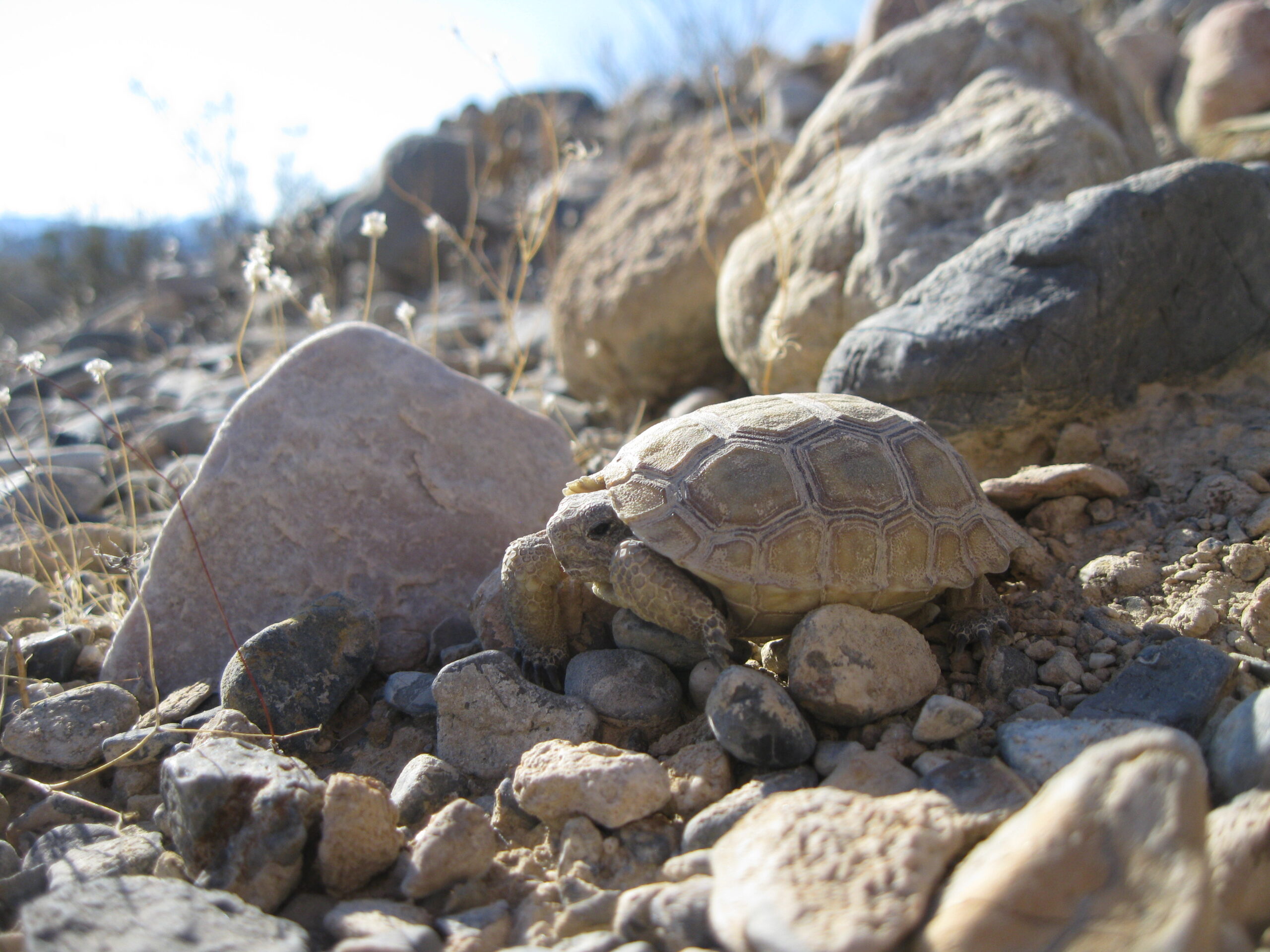 A young endangered Mojave desert tortoise sitting in the sun