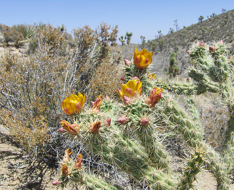 Cholla cactus with yellow and red blooms
