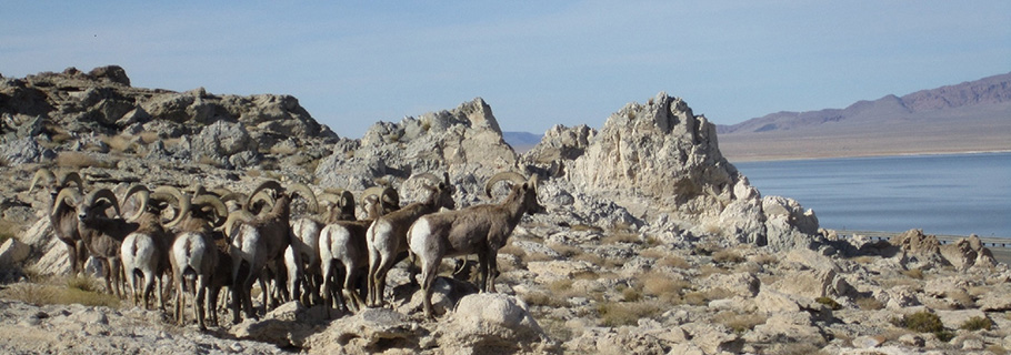 A herd of big horned sheep stand atop a hill overlooking Lake Mead