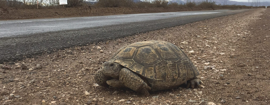 An endangered Mojave desert tortoise sitting alongside a highway road.