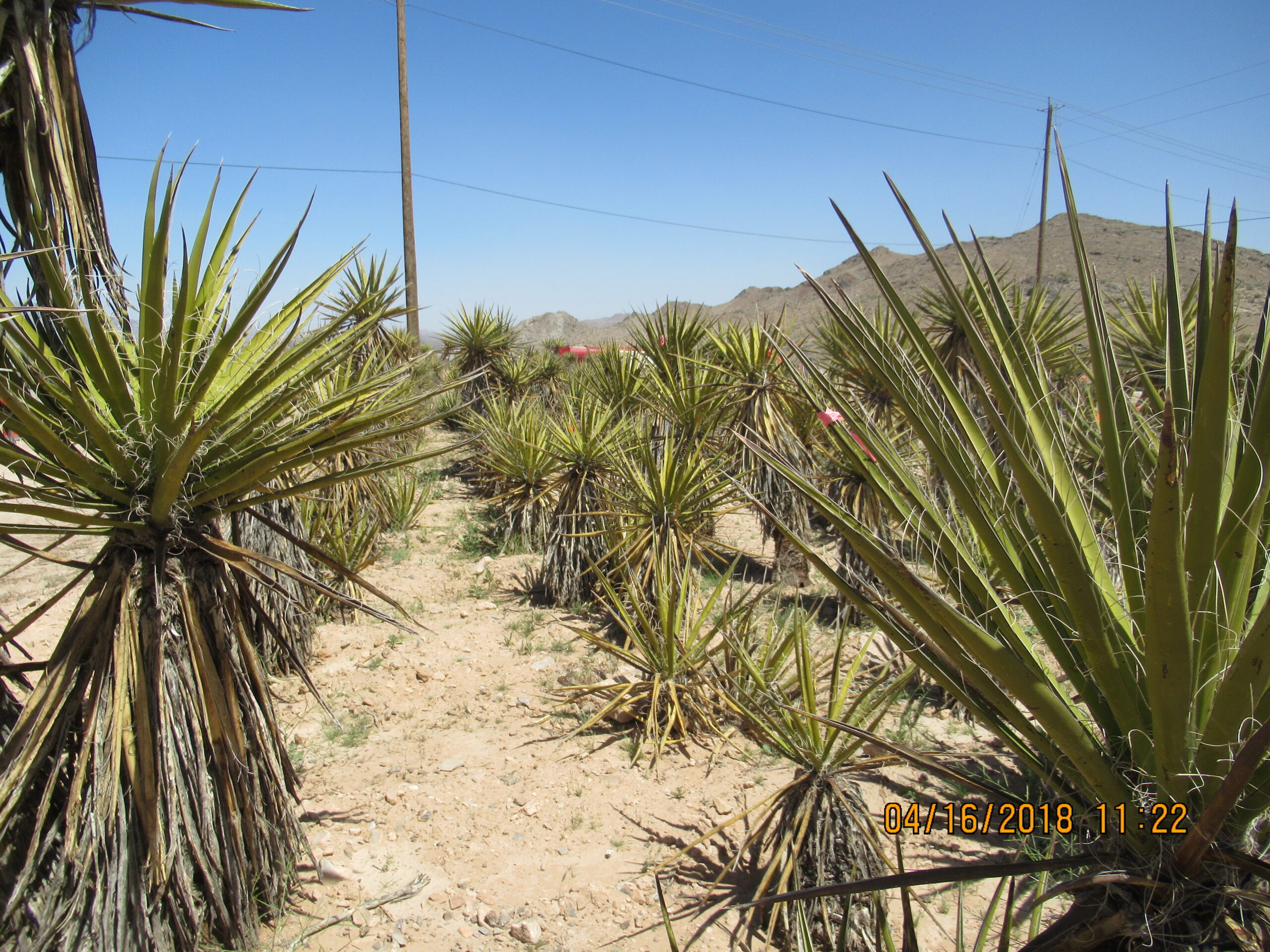Lines of Yucca plants