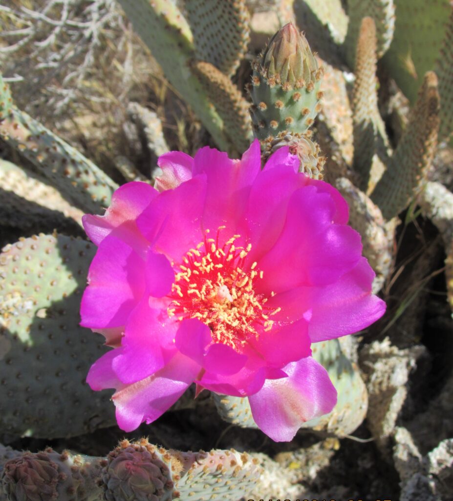 Bright colored cactus flower in the Nevada desert