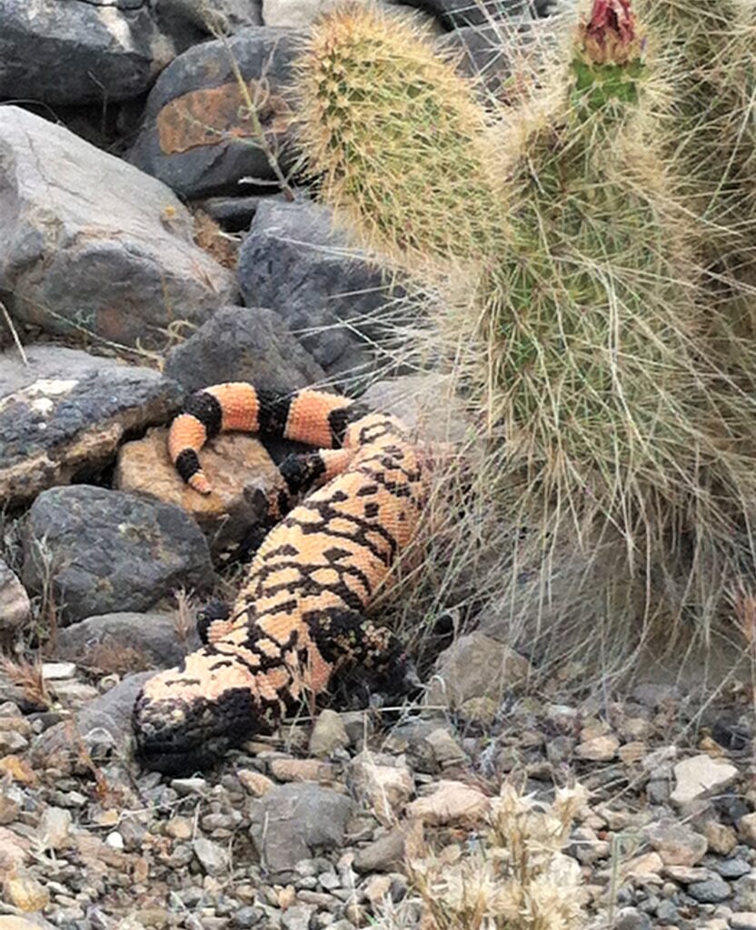 Gila monster resting near a Mojave prickly pear cactus