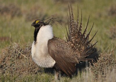 Esmeralda County Greater Sage-Grouse NEPA Review