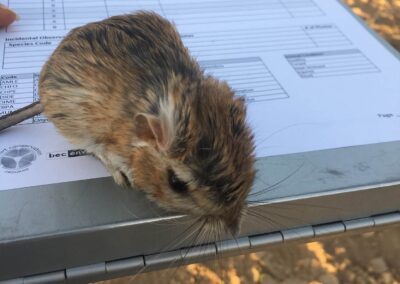 Small Mammal Inventories for the Desert Conservation Program