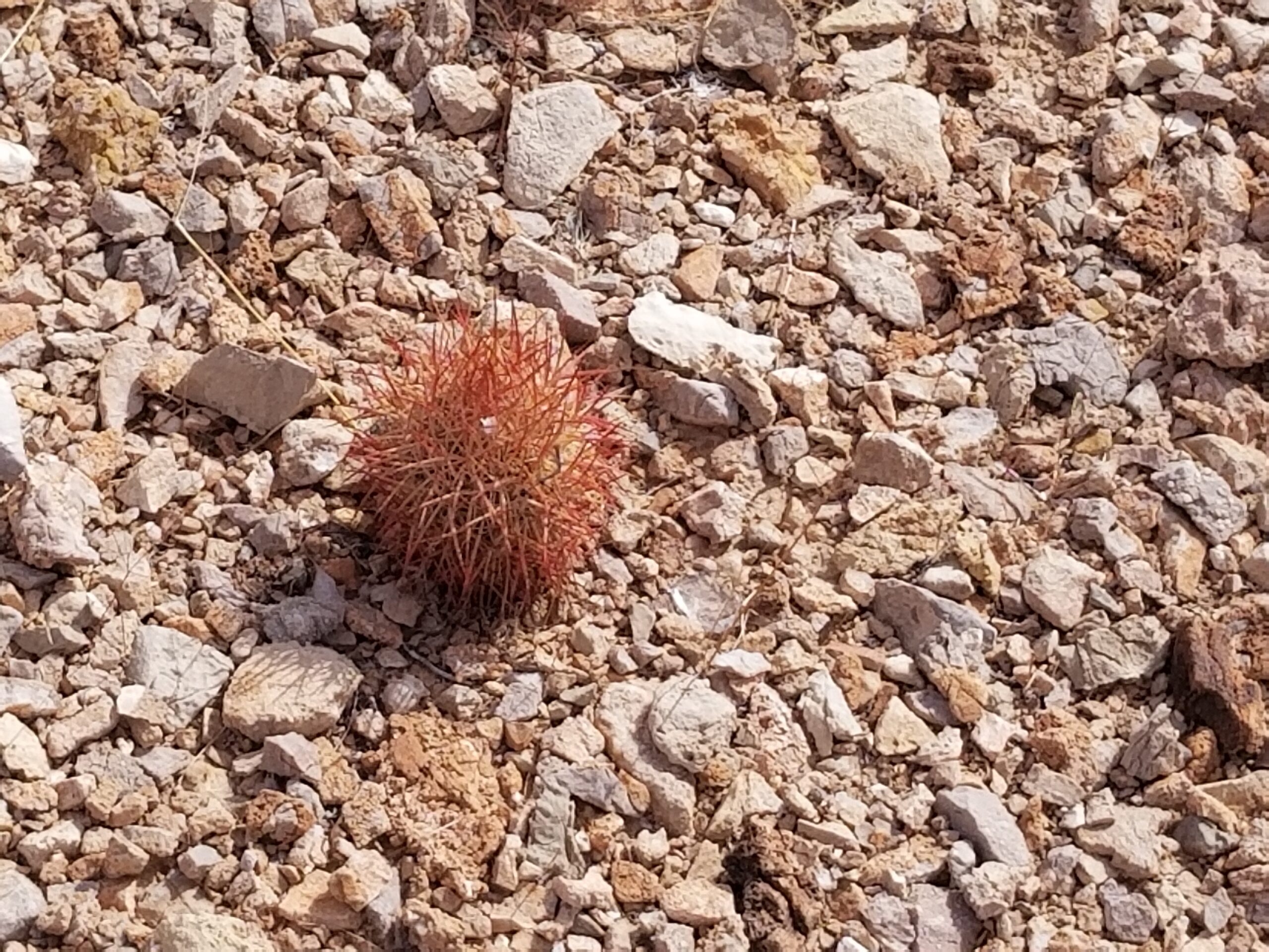 Cacti near SR147 Lake Mead Blvd.