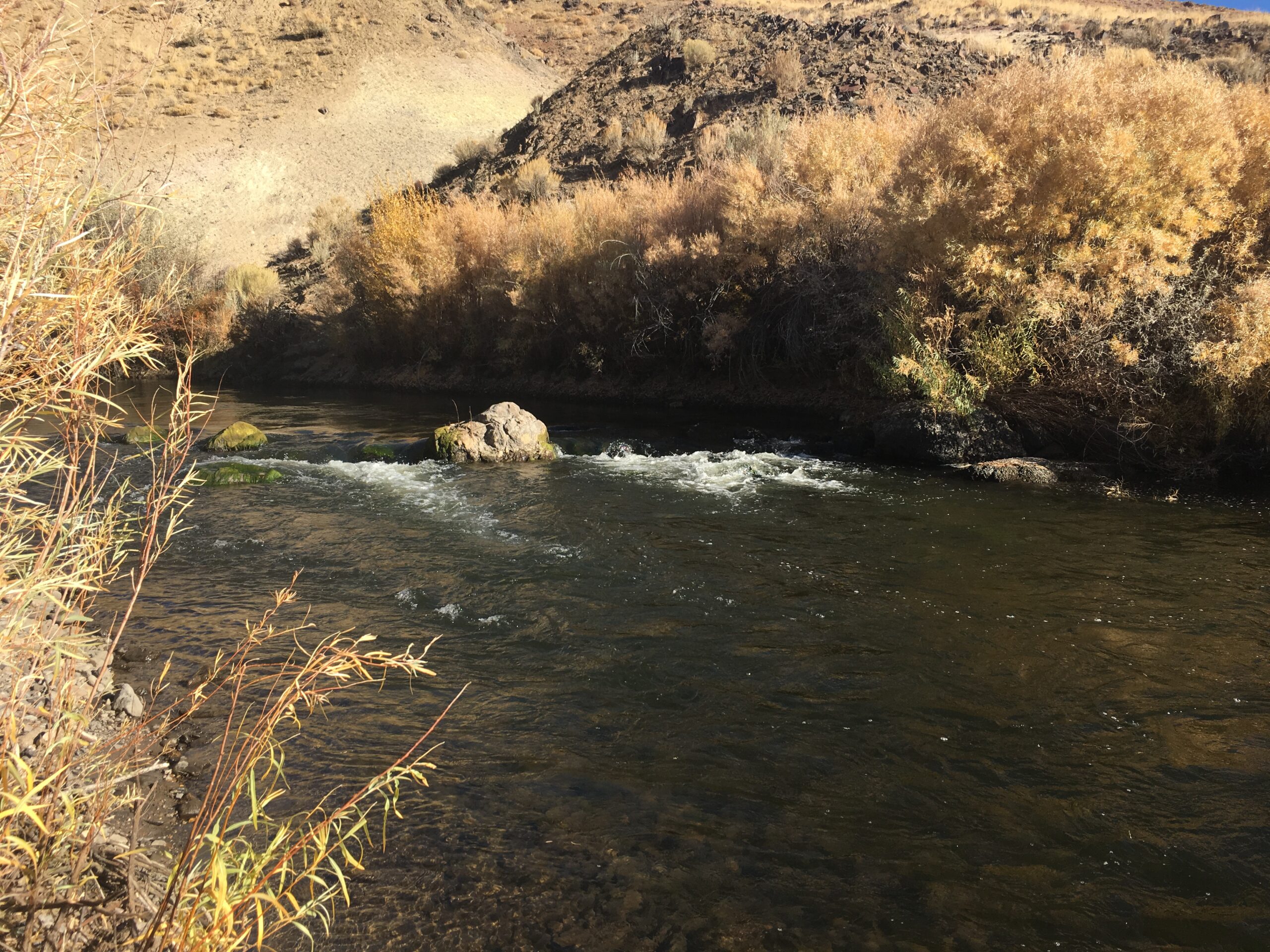 Walker River in desert lined with dried brush.