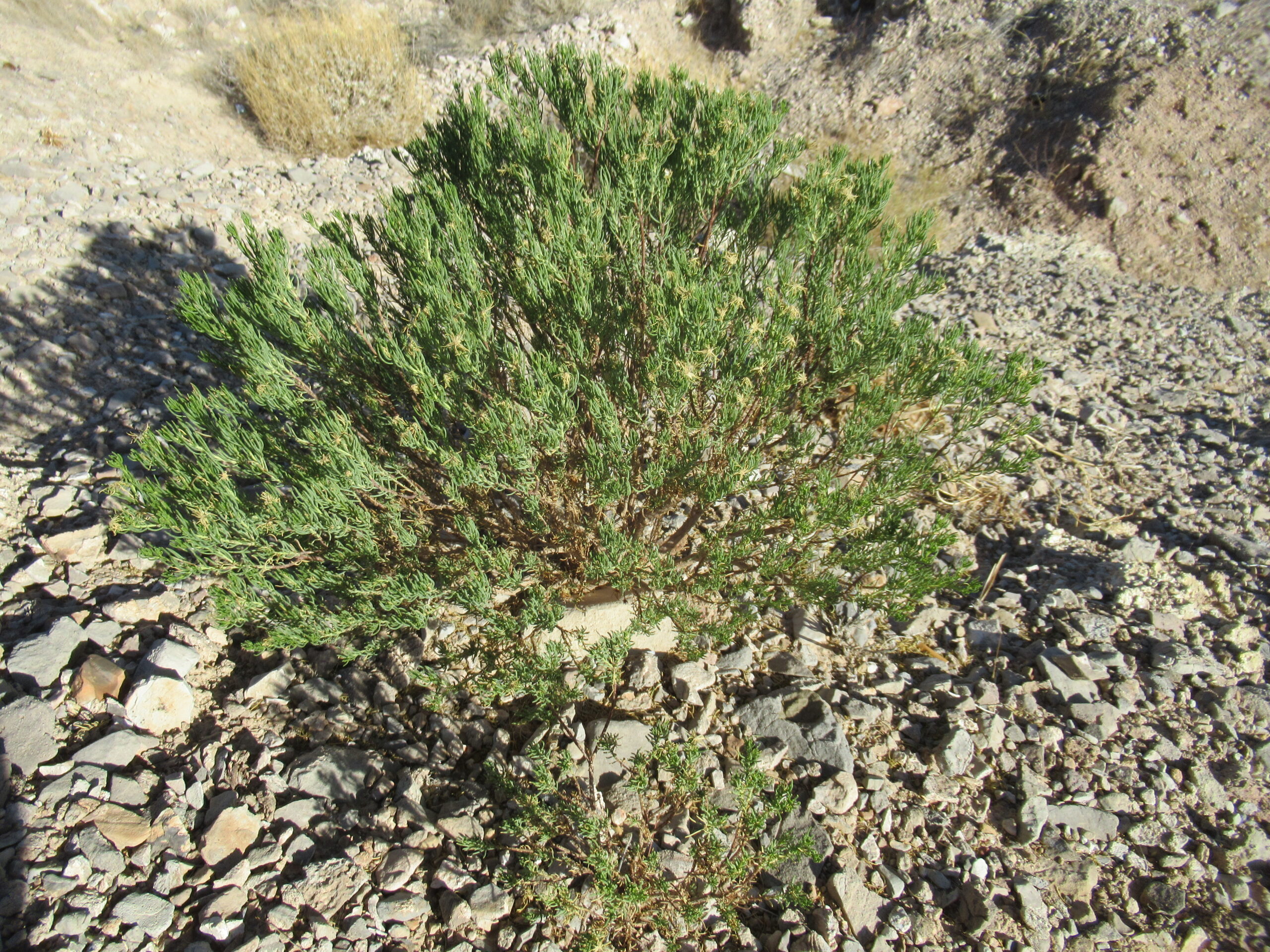 Rare desert plant.