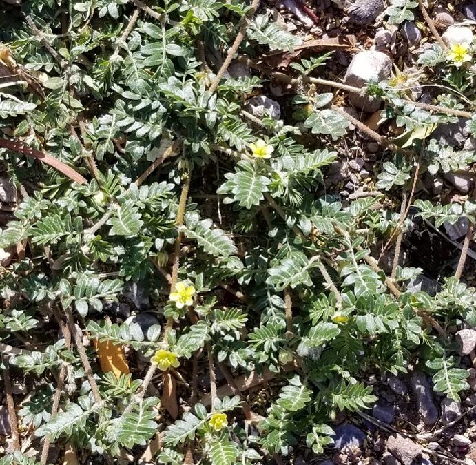 Tribulus terrestris