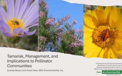 Tamarisk, Management, and Implications to Pollinator Communities