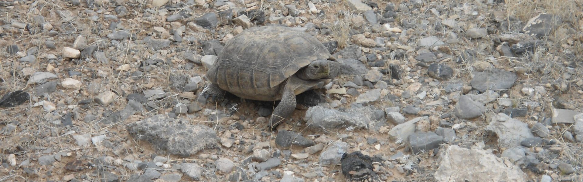 A Mojave desert tortoise crawling through its desert habitat