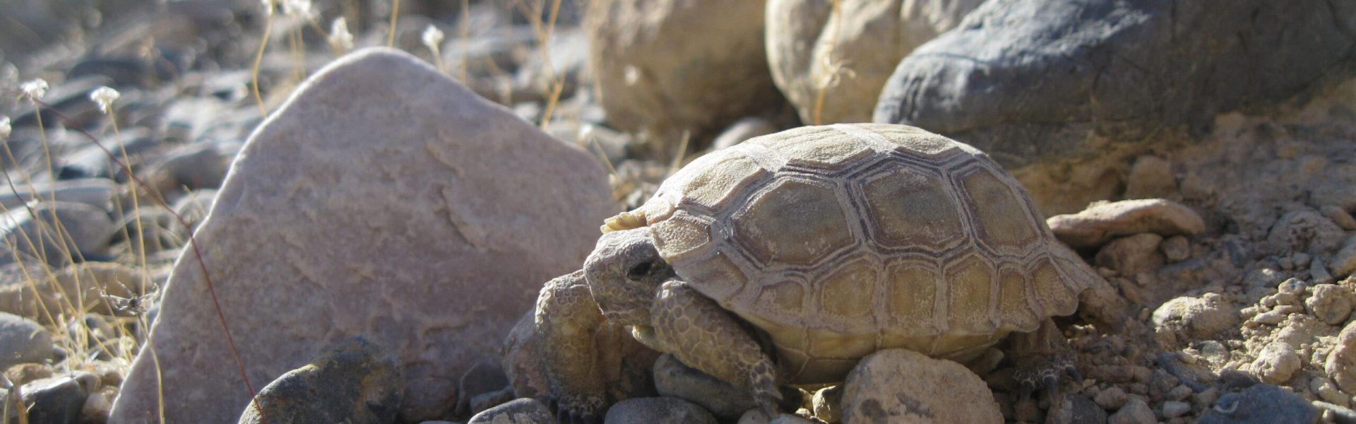 A young endangered Mojave desert tortoise sitting in the sun